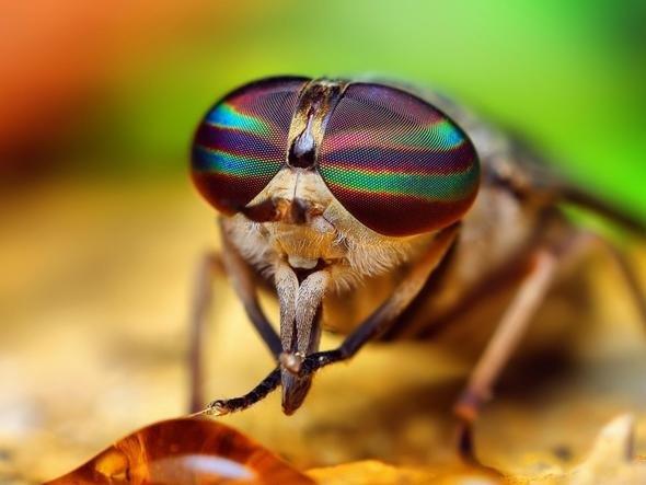 Bazsn hibir zaman yakndan grmediniz, bazs gndzleri ortadan kaybolup geceleri ortaya kanlardan... Dnyann lmcl canllarn ve insan ldrme oranlarn sraladk.    Bakn bakalm, en byk korkularmz, kbuslarmza giren hayvanlarn m ldrme oran yksek, yoksa hi ummadmz bir canlnn m?
