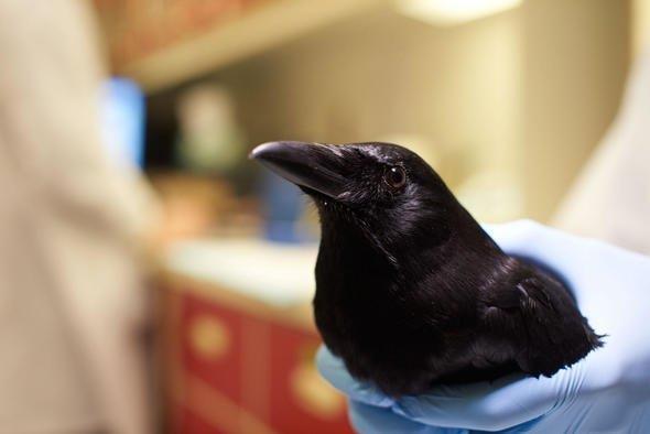 Anekdotal raporlarda bazen cesedi gmercesine stne eitli nesneler, mesela dallar rttkleri syleniyor.