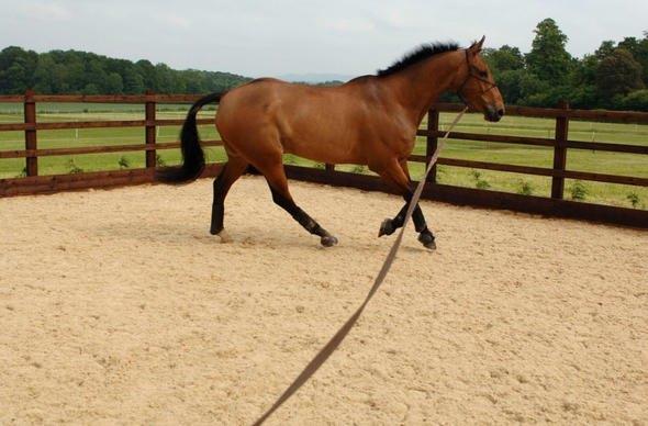 Sizce ylda ka insan atlar yznden lyor?