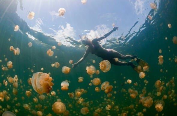 Sizce ylda ka insan denizanas yznden lyor?