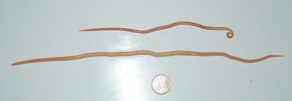 Her yl en az 2500 kii bu solucanlar yznden hayatn kaybediyor.