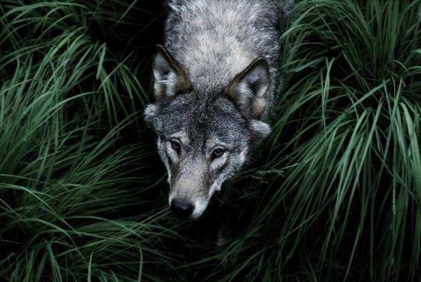 Sizce ylda ka insan kurtlar yznden lyor?