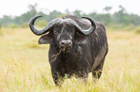 Sizce ylda ka insan bizonlar yznden lyor?