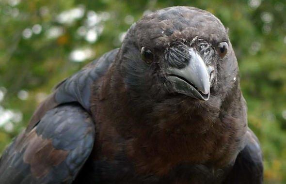 Aratrmac Mark Schwager ise kargalarn zekasyla alakal unlar sylyor: "Kargalar, eitmeyi en ok sevdiim kular nk ok zekiler. Hatta sizden bile zeki olabilirler. Kularmdan biri, bam evirdiim anda belimdeki kpek mamasyla dolu yem torbam alp kamay rendi."