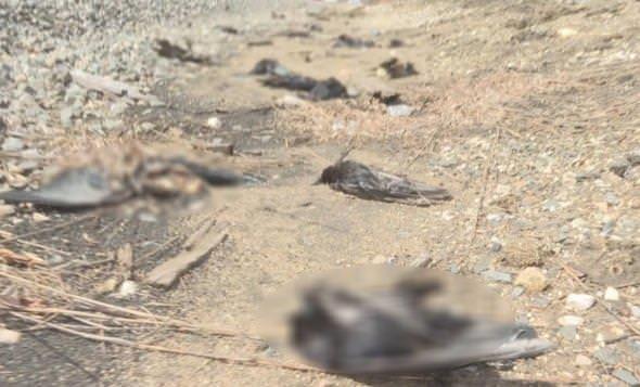 ''Alakarga'' olarak bilinen ku, kendi trnden bir kuun lsn grdnde yiyecek arayna son verip dierlerine sesleniyor. ary duyan alakargalar, l kuun etrafnda toplanyor.