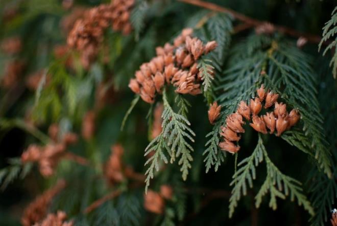 SEDR AACI    Akrepler