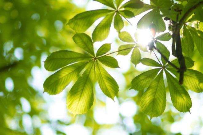 zellikle kene, krm kongo kanamal atei hastalna neden olduu iin yaz aylarnda dikkat edilmesi gereken bceklerdir. Kene tr bcekler, akrepler, ylanlar, sivrisinekleri kovan bitkileri ev evrenize veya belli noktalara koyabilirsiniz.