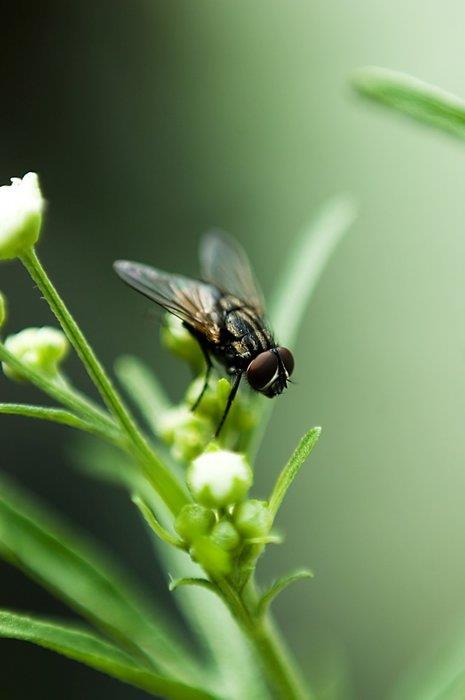 Fitoterapist Dr. Muammer Yldz' havalarn snmasyla salnz etkileyecek bu bceklerle savaabileceiniz bitkileri sralad.