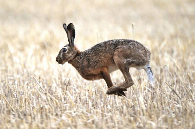 Kahverengi Tavan  -  Avrupa ve Bat Asya&#8217;da yaayan kahverengi tavanlar yaban hayvanlarndan ve avclardan kaabilmek iin yaklak 77 kilometre hzla koabiliyorlar.