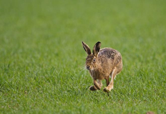 Avrupal asilzadeleri dev av partilerinde peinden koturmasyla da nldr.