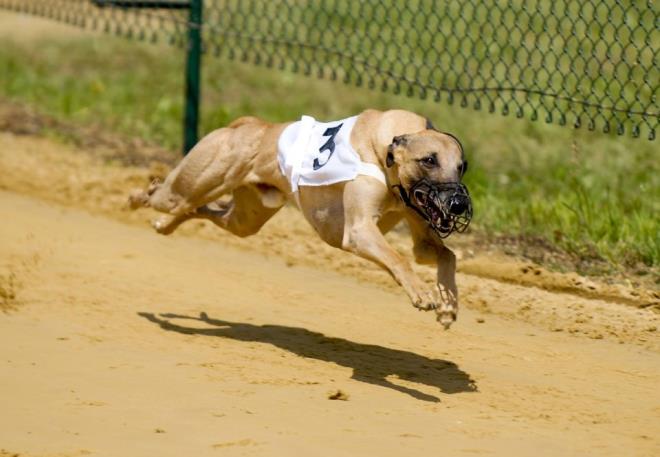 Taz grubunun en ok bilinen yesi, ngiliz tazs greyhound. Yaayan en hzl kpek olan greyhoundlar 72 km/sa srate ulaabilirler.[