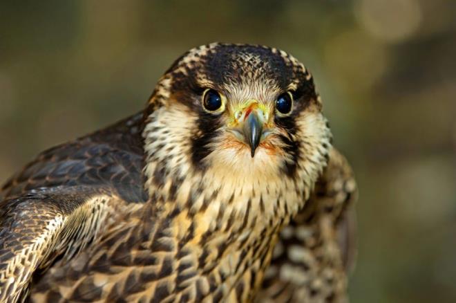 Doan  -  Bir karga byklnde olan bu hayvanlar sadece havada deil ayn zamanda dnyann en hzl hayvandr ve saatte 322 km hza ulaabilirler. Havadaki srtnmenin az olmasndan dolay ita gibi hayvanlardan ok daha hzl hareket edebiliyorlar. National Geographic&#8217;e gre llen en yksek hz 389 km/saattir.