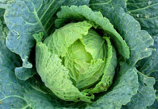 Karalahana: zellikle karacier iin faydas grlse de iyi bir itah acdr. Karalahana yediinde itahnn aldn dnen kiilerin gnlk beslenme programlarnda karalahanay nadiren tercih etmeleri nerilmektedir.