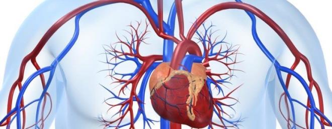 Damar sertliini nlyor: Kt kolesteroln (LDL) yksek olmas damar sertliine neden olurken, damar sertlii ise kalp krizi ve inme gibi durumlara yol aabiliyor. Badem E vitamini ierii ile damar sertliini nlemeye yardmc oluyor.