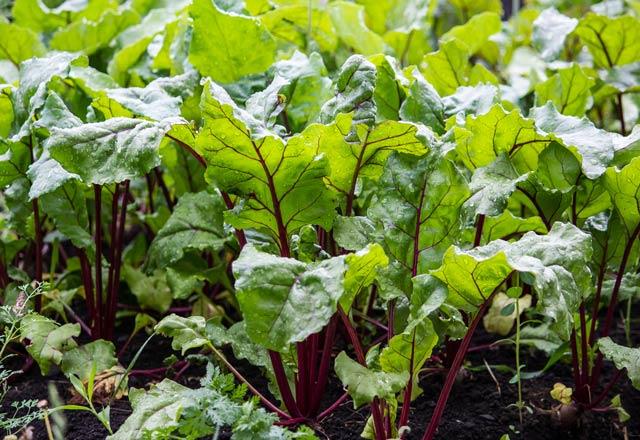 100 gram pancar yapra: 22 kalori--    eker pancar bitkisinin yapra pancar yapra olarak adlandrlr. eriinde bol miktarda demir, kalsiyum, K ve B vitamini yer alr.
