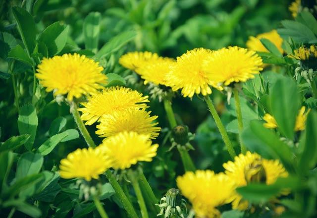 100 gram Karahindiba yapra: 45 kalori --    Bunlarn yan sra A ve C vitamini, kalsiyum ynnden de zengin olan Karahindiba yapran sk sk tketmeyi tercih edebilirsiniz.