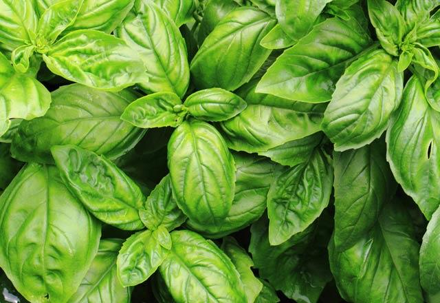 100 gram fesleen:23 kalori--    Mantar ve bakteri gibi salk sorunlarnn tedavisinde fesleen kullanm yapabilirsiniz.