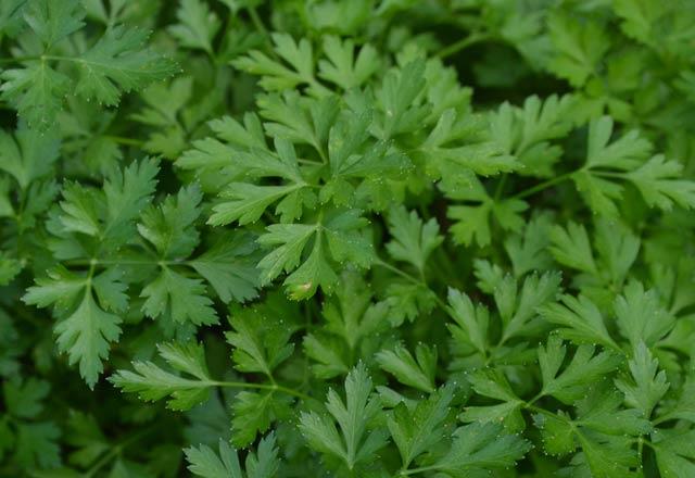 100 gram maydanoz: 292 kalori--    Maydanozu kurutup baharat olarak kullanabilir ve kemik, di sal zerindeki faydalarndan yararlanabilirsiniz.