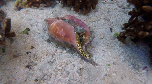 Bu canlnn azck bir zehri bile insan fel etmeye yeter.