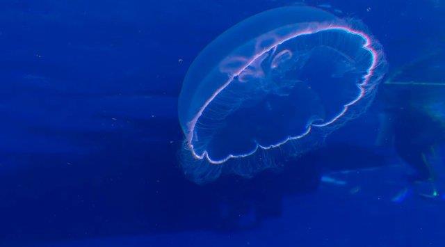 Kutu denizanas, bir insan 90 dakika gibi bir srede ldrebilir.