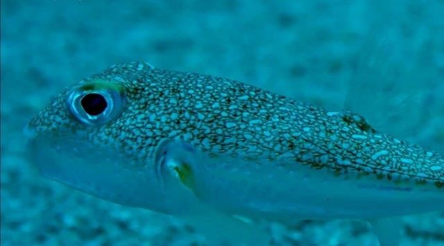 Birok acemi balk, balon bal yznden hayatn kaybeder.