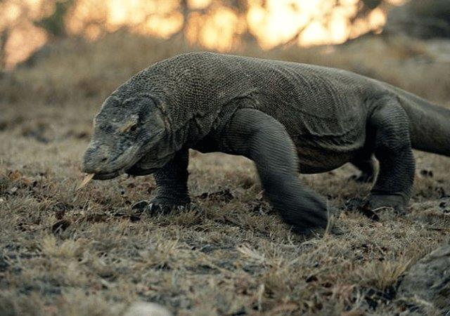 Komodo ejderi  <br>  Dnyann en byk kertenkele tr olan komodo ejderinin boyu ortalama 3 metre.