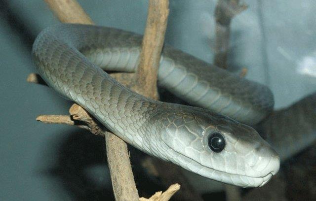 Kara mamba  <br>  Son derece saldrgan ve zehirli bir ylan trdr.