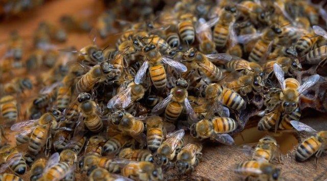 Afrika kkenli olan katil arlar inelerini 8 defa kullanabilir.