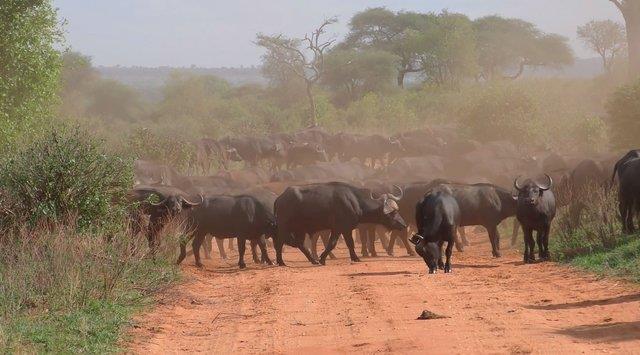 Bu nedenle en tehlikeli hayvanlar arasnda yer almaktadr.