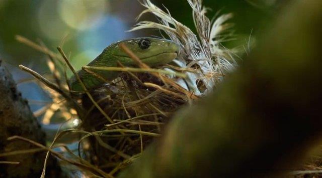 Dnyann ikinci en uzun zehirli ylan olan kara mambann tek sr bile 100 civar insan ldrmeye yetebilir!