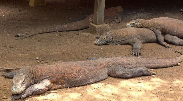 yi bir yzc olan bu canllarn salyasnda tehlikeli bakteriler bulunur. Bu yarata dokunmak bile lmeye yetecek bakteri bulamasna sebep olur.