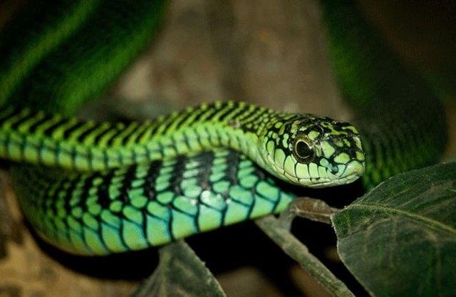 Boomslang ylan    Boomslang, Felemenke dilince aa ylan anlamna gelir.