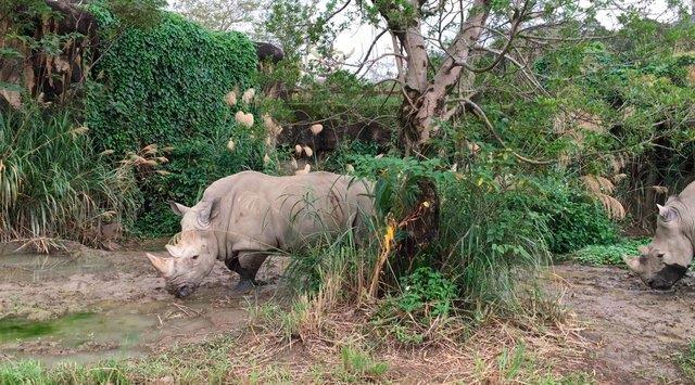 Bu nedenle nesli tkenmek zere olan canllar arasndadr.