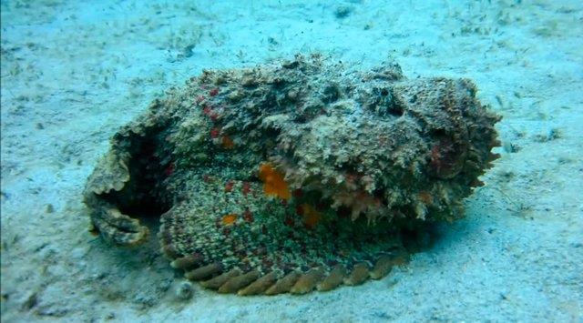 Ta bal, dnyann en tehlikeli yaratklar arasnda yer alyor.