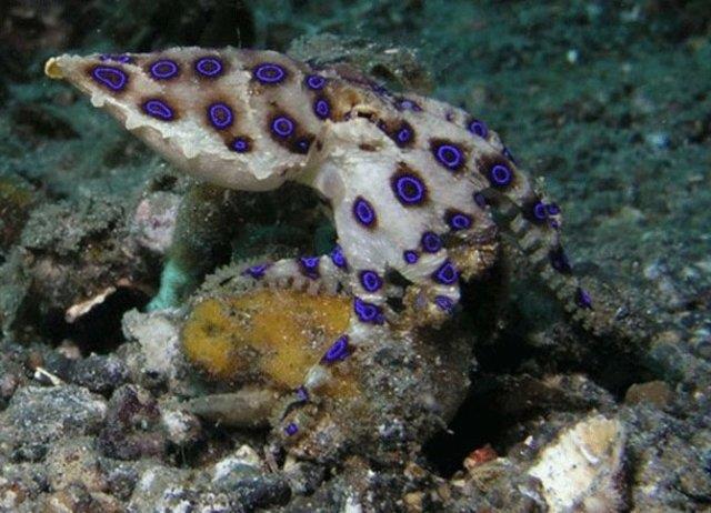 Mavi halkal ahtapot<br>    Kuvvetli zehre sahip olan mavi halkal ahtapot insanlar iin lmcldr.