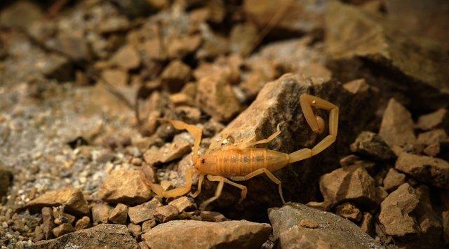 Dnyada ise genelde kurak yerlerde rastlanlan sar akrep dnyann en zehirli akreplerinden biri... Zehri lmcl olan sar akrebin zehrinin belirtileri ise yksek ate ve fel...