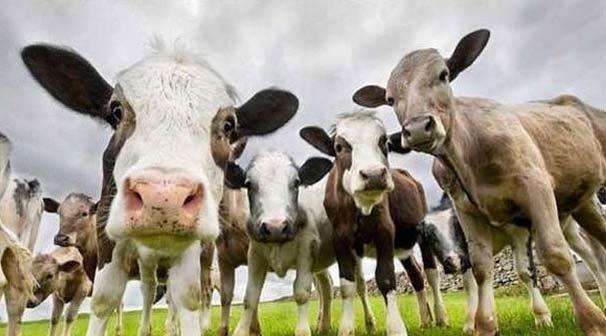 KURBAN BAYRAMI TATL    2017 ylndaki Kurban Bayram 30 Austos ile birletii iin 11 gn tatil yapma ans bulan alan kesim, 2018'de de Kurban Bayram'nda uzun bir tatil yapma ansna sahip olabilecek. Kurban Bayram'nn arefesi 20 Austos Pazartesi gnne denk geliyor. Takip eden Sal, aramba, Perembe ve Cuma ise resmi tatil. Dolaysyla bu sene Kurban Bayram'nda yine 9 gnlk bir tatil gzkyor.