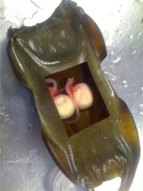 Bu yumurtalar esnek bir kapsl iinde bulunur.