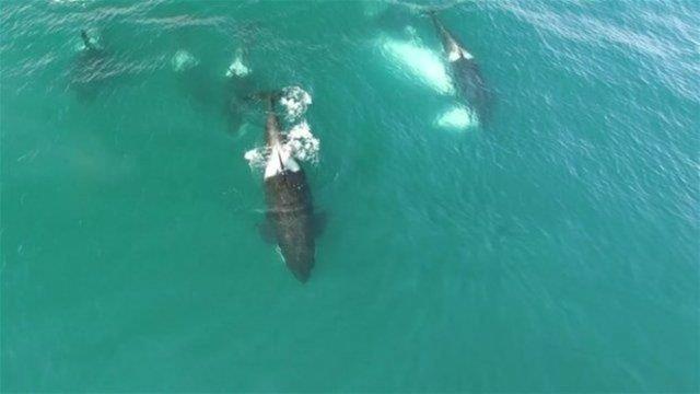 KATL BALNALARIN SALDIRISINA URADI    Rusya'nn Kamatka blgesinde meydana gelen olayda grenlerin nefesleri kesildi.