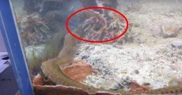 AKVARYUMU TEMZLERKEN HAYATININ OKUNU YAADI!    Bir adam, balk tankn iki yldan fazla bir sre temizlemedi ve nihayet temizlemeye karar verdiinde, tankn iindeki talarn arasnda garip bir hareket fark etti.