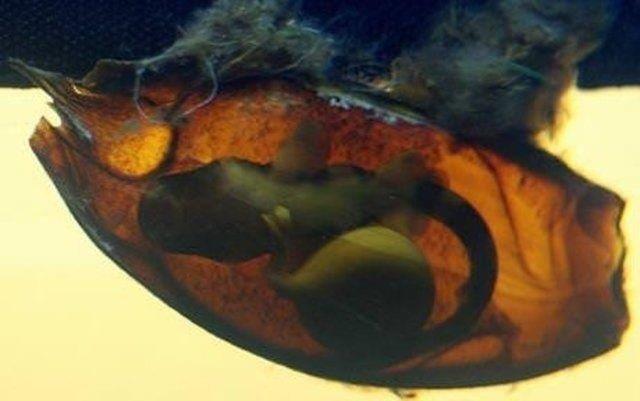 Gebelik sreleri 9 ile 24 ay arasnda deiir.