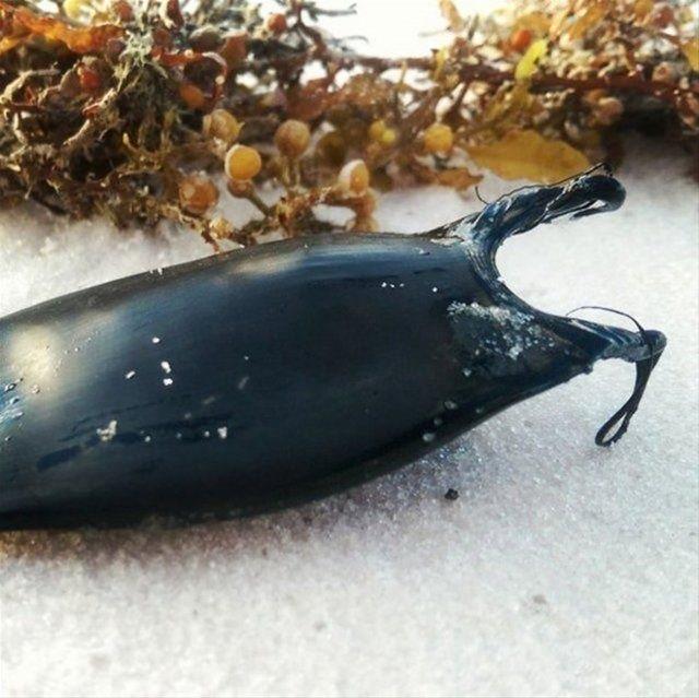 Bir defada en az 1 en ok 100 yavru dourabilirler.