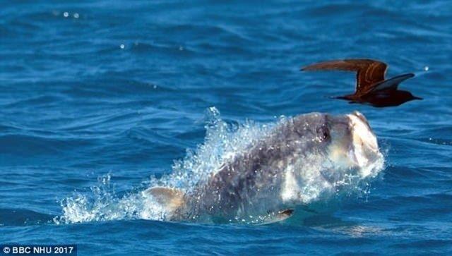 Hint Okyanusu'na kys bulunan Seyeller'de ekim yapan ekip, yaklak 170 santim uzunluunda dev bir kral balnn avlanma anna ahit oldu.