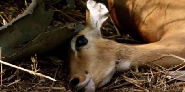 Yorulan vcudunu sakinletiren impala, ayaklanp hzla oradan uzaklayor.