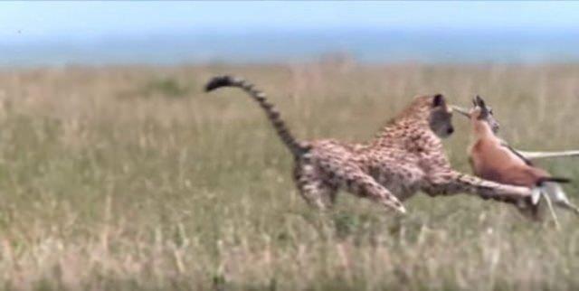 A bir ita gzne kestirdii impalay dakikalar iinde yakalayarak, daha sakin bir yere srklyor.