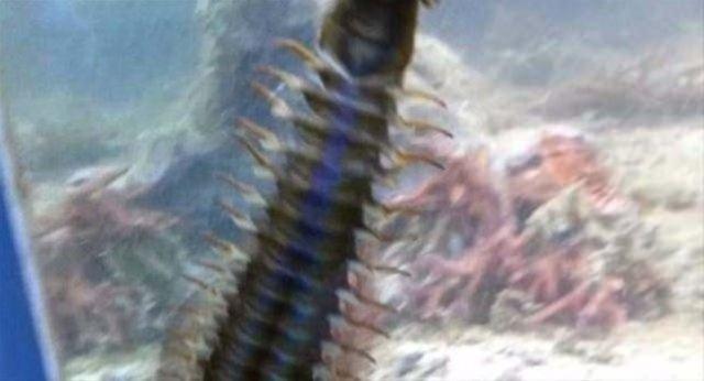 Akvaryumun sahibi; "Kayalarda gizleniyor ve yalnzca geceleri kyor, her eyi akvaryumdan karmadan yakalamak mmkn deil" dedi.