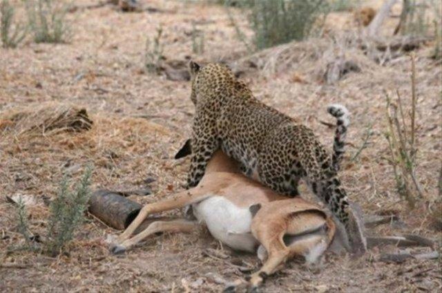 mpalann hamile olduunu grnce, bir sre banda bekledikten sonra oradan hzlca uzaklat.