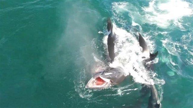 aresiz biimde av olan balinann son anlar bu kareler oluyor.