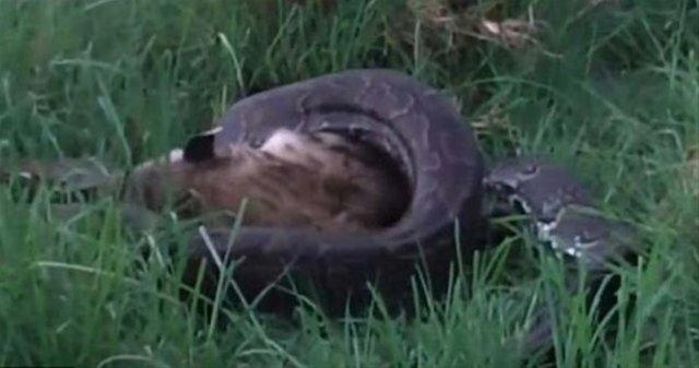 Sinsice avn bekleyen piton, srtlan saatlerce yemek iin urat...