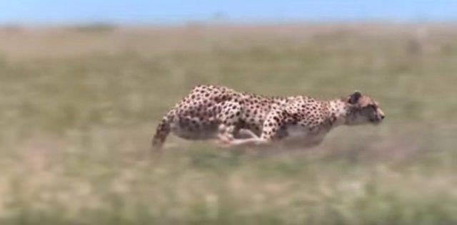 Afrika'da sklkla rastlanmayacak bir olay gerekleiyor.